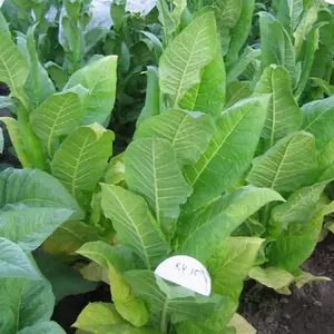 KY 15 Tobacco