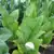KY 15 Tobacco thumbnail 1