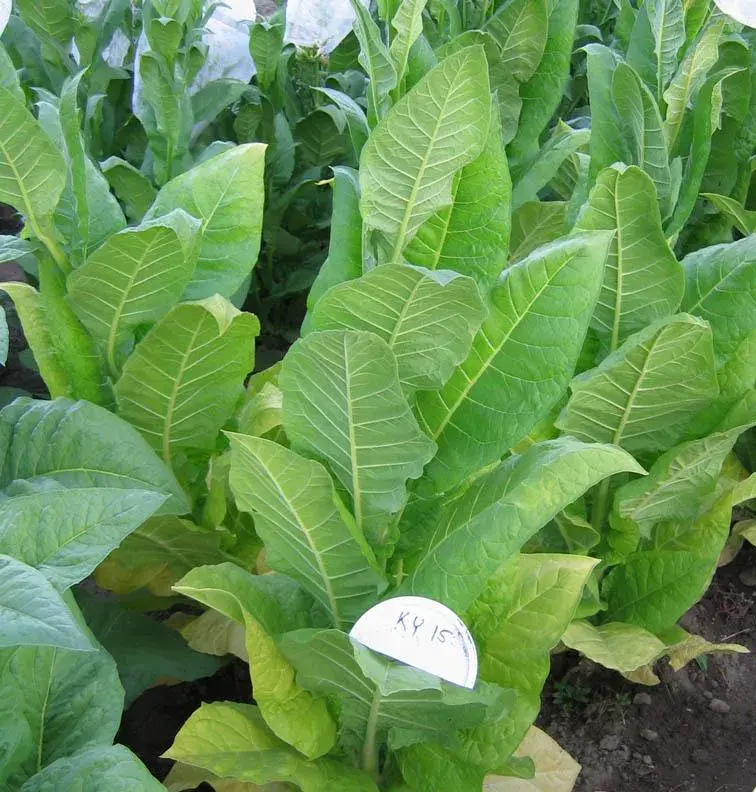 KY 15 Tobacco