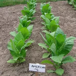 American 14 Tobacco