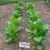 American 14 Tobacco thumbnail 1