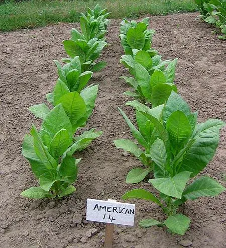 American 14 Tobacco