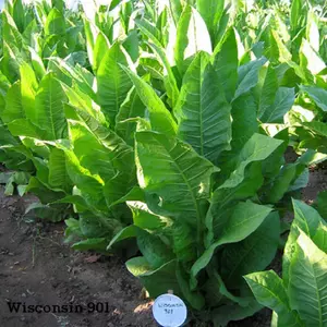 Wisconsin 901 Tobacco