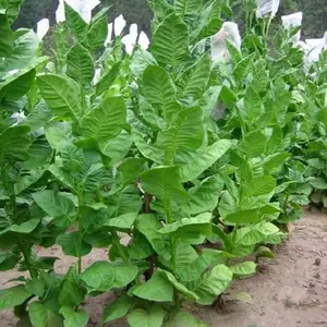 Bursa Tobacco