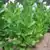 Bursa Tobacco thumbnail 1