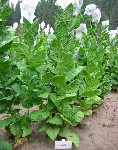 Bursa Tobacco