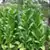African Red Tobacco thumbnail 2
