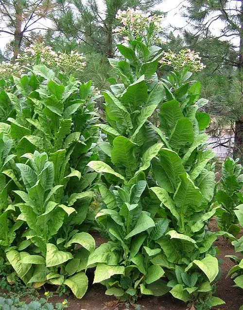 African Red Tobacco