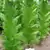 Prilep P66-9/7 Tobacco thumbnail 2
