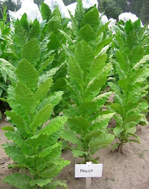 Prilep P66-9/7 Tobacco