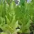 KY 15 Tobacco thumbnail 2