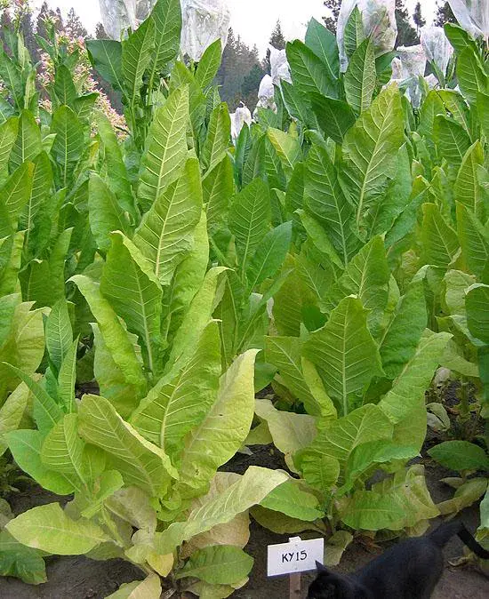 KY 15 Tobacco