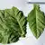 African Red Tobacco thumbnail 3