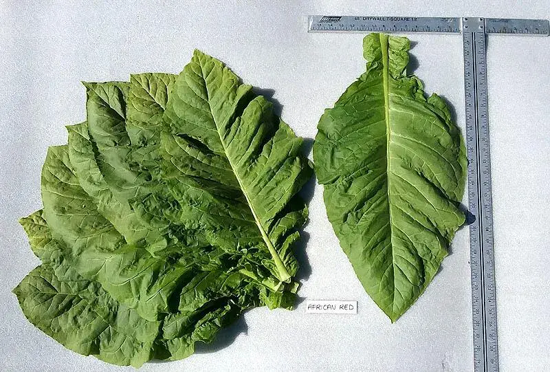 African Red Tobacco