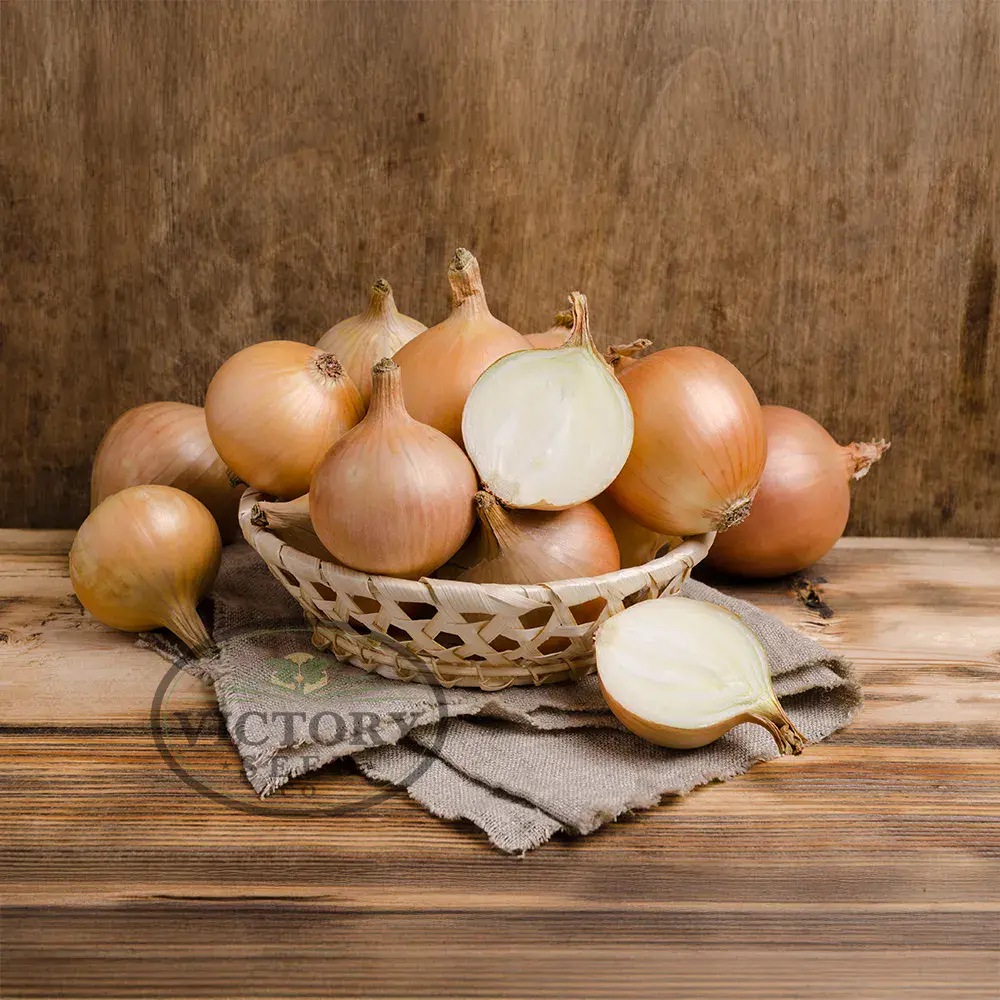 Candy F1 Onion