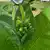 Borneo Sumatra Tobacco thumbnail 2