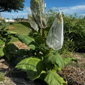 Borneo Sumatra Tobacco