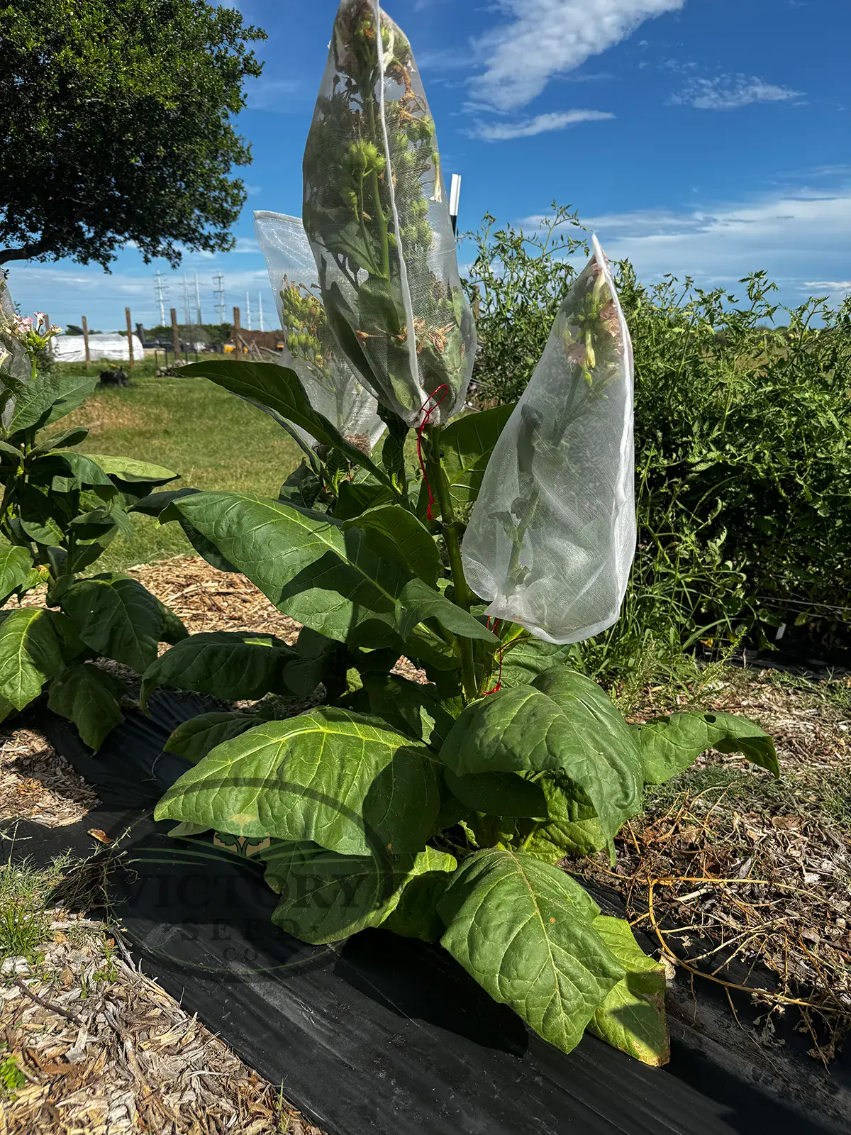 Borneo Sumatra Tobacco