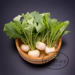 Tokyo Silky Sweet F1 Turnip