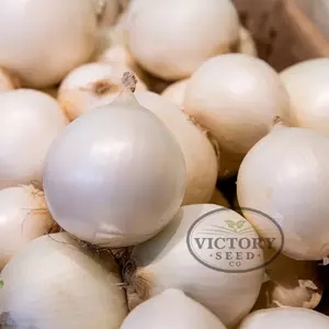 Sierra Blanca F1 Onion (Super Star)