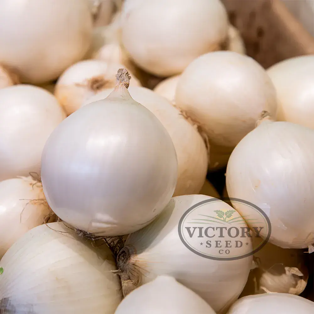 Sierra Blanca F1 Onion (Super Star)