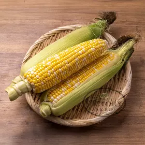 Serendipity F1 Sweet Corn
