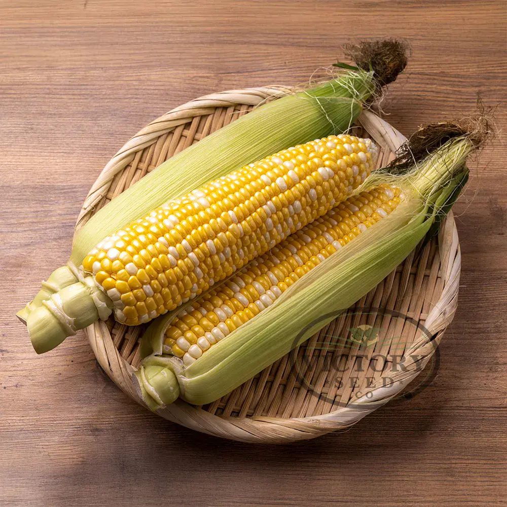 Serendipity F1 Sweet Corn