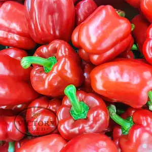 King Arthur F1 Bell Pepper