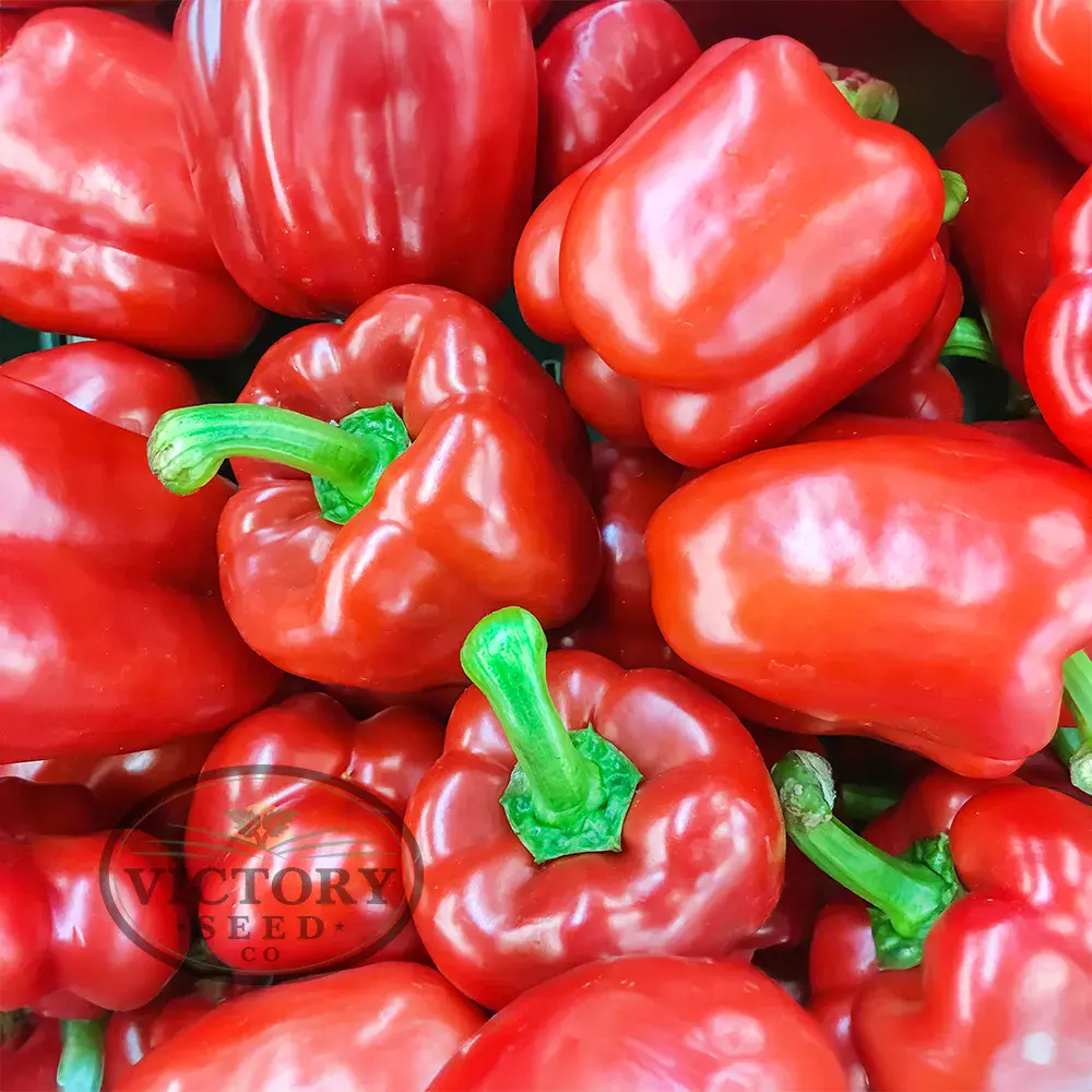 King Arthur F1 Bell Pepper