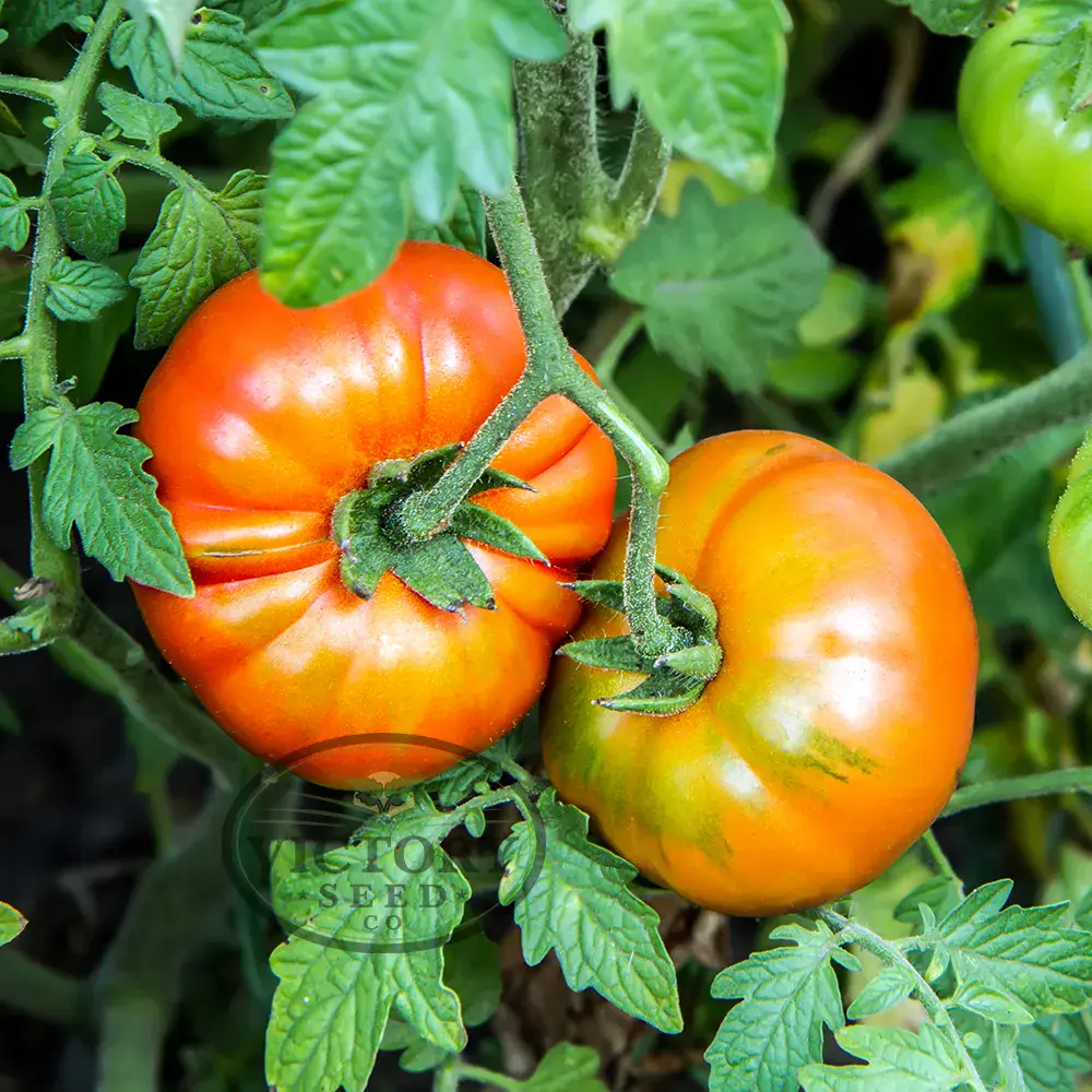 Beefmaster F1 Tomato