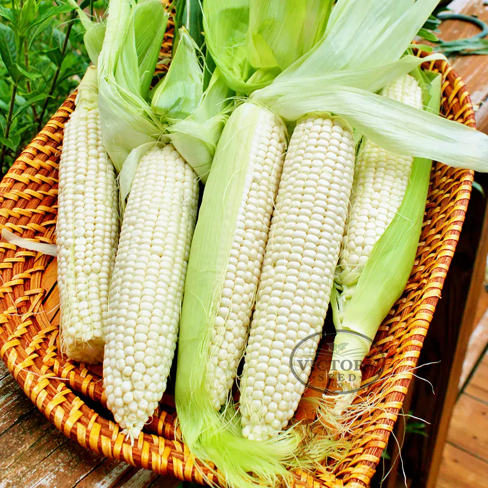 Silver Queen F1 Sweet Corn