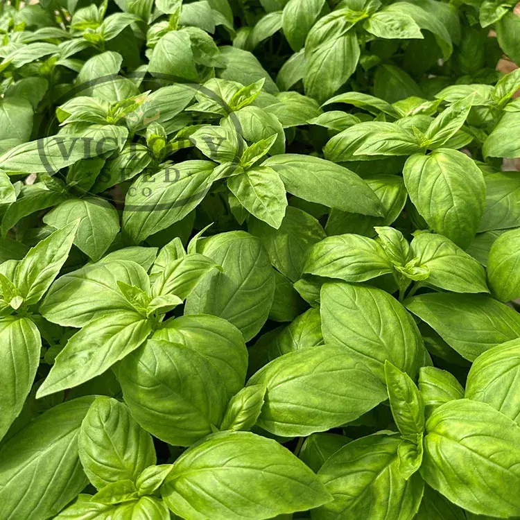 Prospera® Active Noga F1 Basil