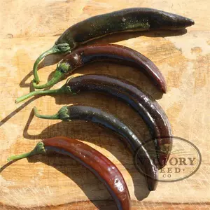 Holy Molé F1 Pepper