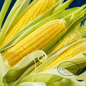 Early Sunglow F1 Sweet Corn