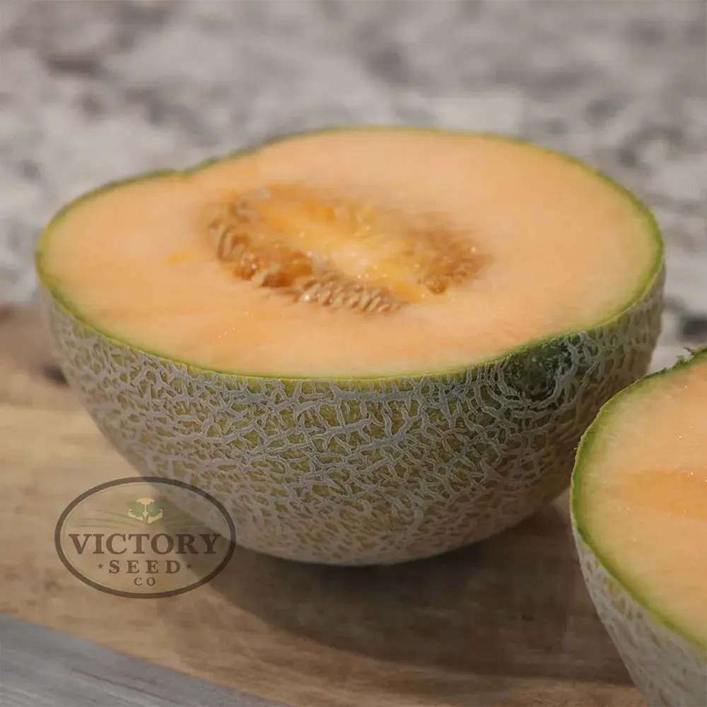 Ambrosia F1 Melon