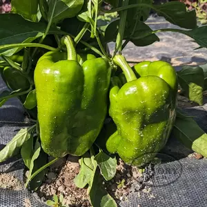 Big Bertha F1 Sweet Pepper