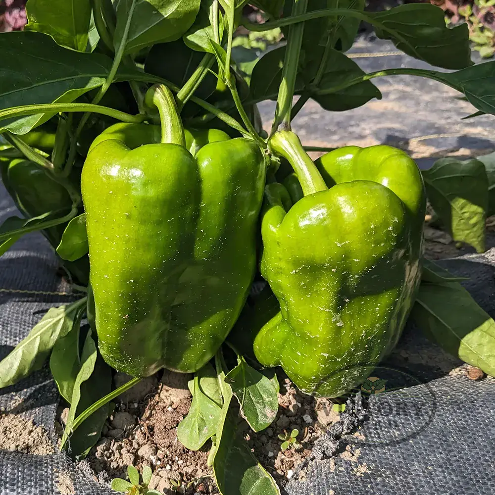 Big Bertha F1 Sweet Pepper