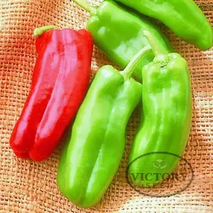 Giant Marconi F1 Sweet Pepper