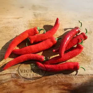 Garden Salsa F1 Hot Pepper