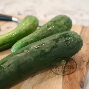 Sweet Success F1 Cucumber