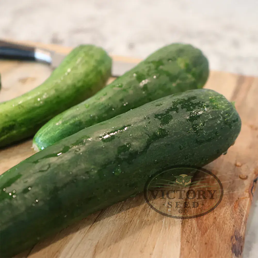 Sweet Success F1 Cucumber