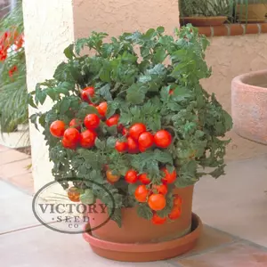 Patio F1 Tomato