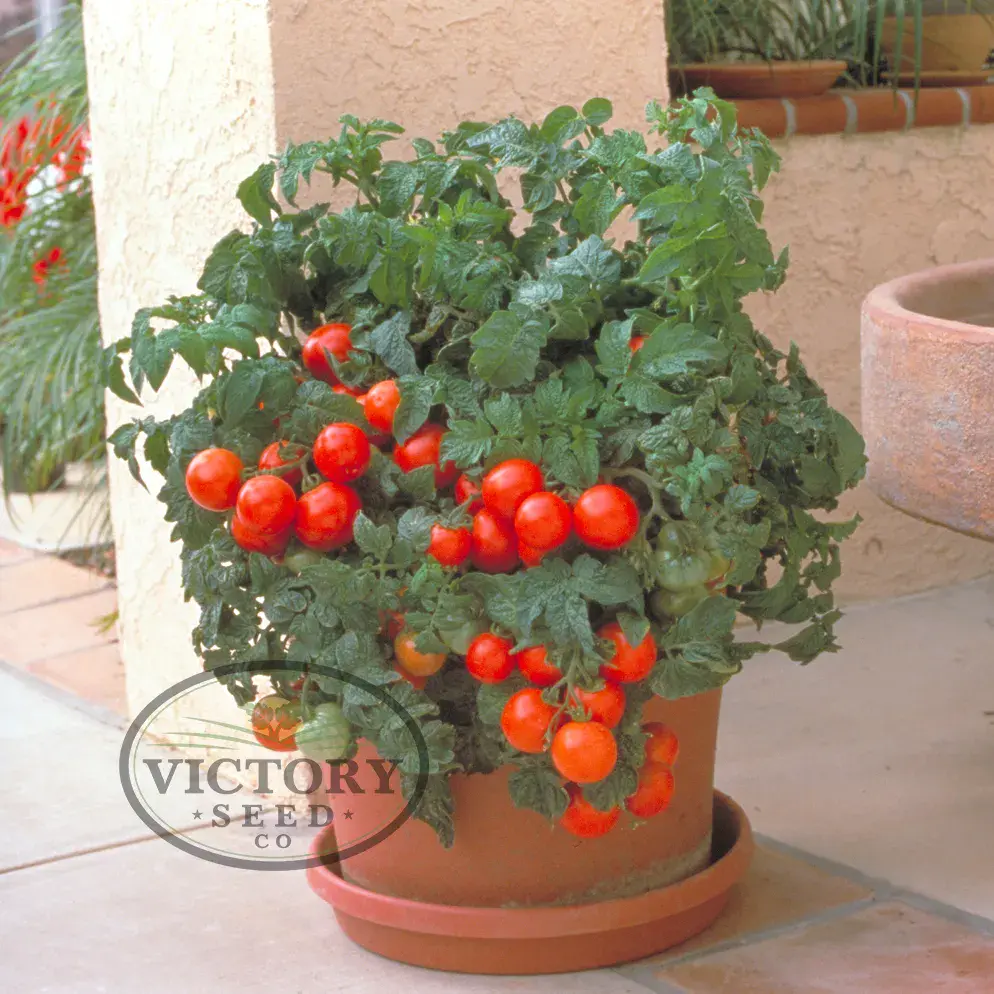 Patio F1 Tomato