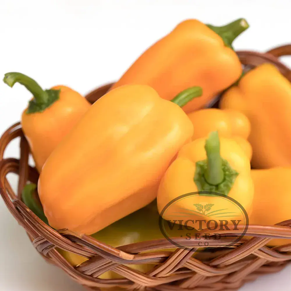 Just Sweet F1 Pepper