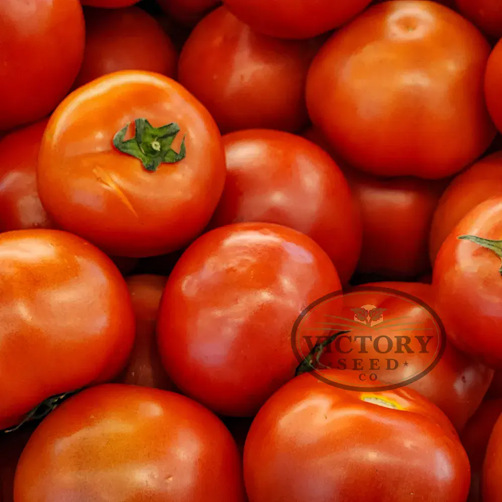 Burpee's Big Boy F1 Tomato