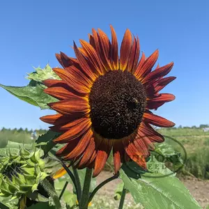 Earthwalker Sunflower
