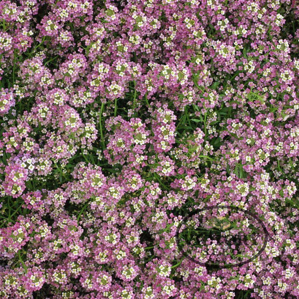 Sweet Alyssum, Dwarf Pink