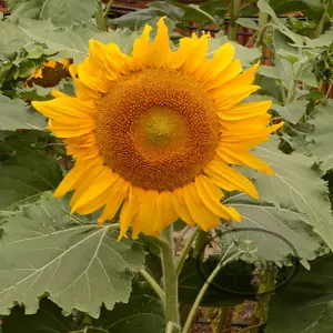 Incredible Sunflower
