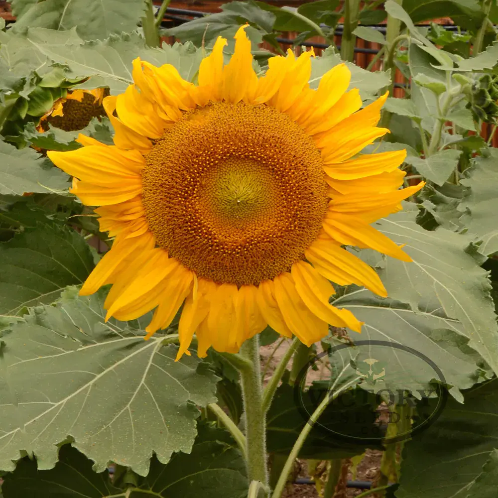 Incredible Sunflower