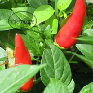 Super Chili F1 Hot Pepper